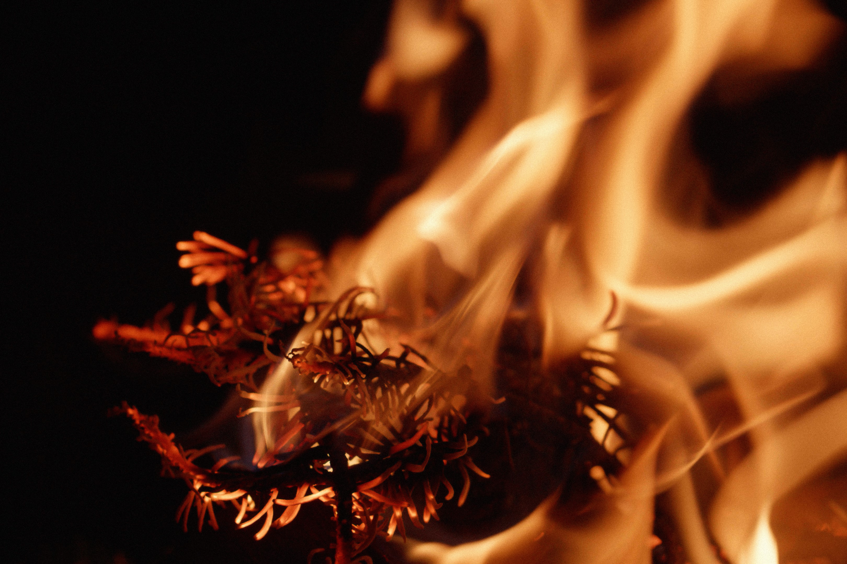 Balsalm fir on fire